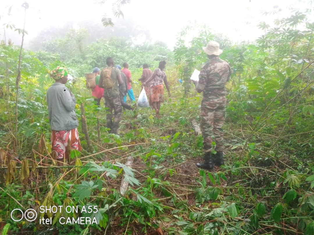 Lebamba : première attaque des éléphants à Moukoundou