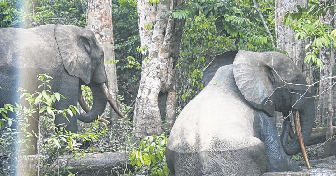 Des éléphants dans la zone de la Bokoue. Des éléphants dans la zone de la Bokoue.