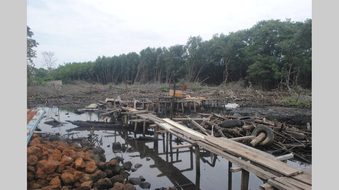 Protection et gestion des écosystèmes : L'ANUTTC traque les destructeurs de mangroves