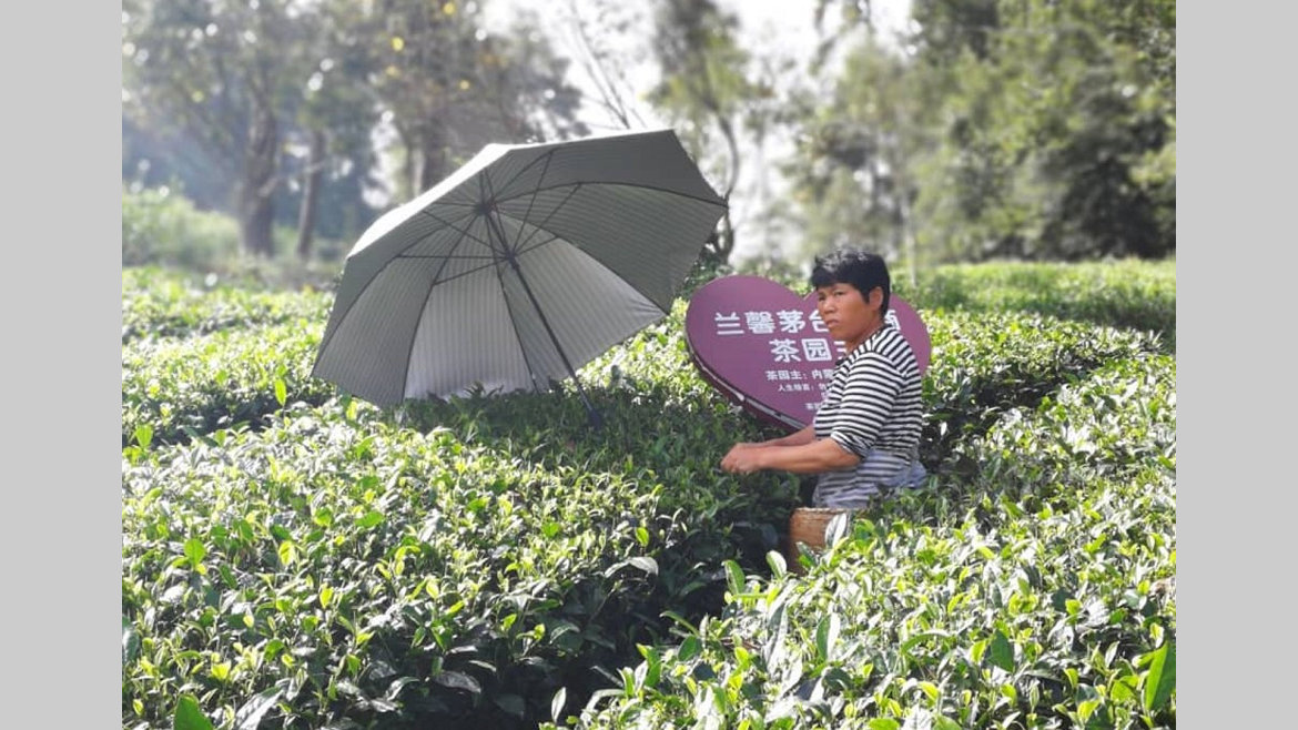 9h Guizhou : Sur les pistes rurales du thé