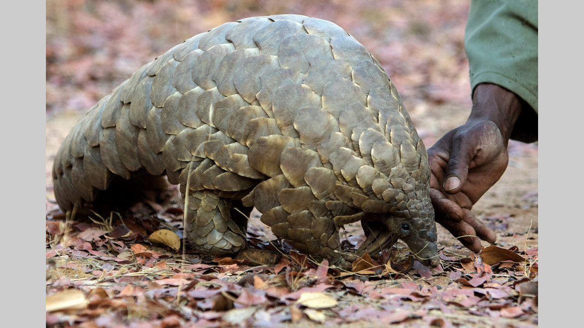Alimentation : La consommation du pangolin et de la chauve-souris interdite !