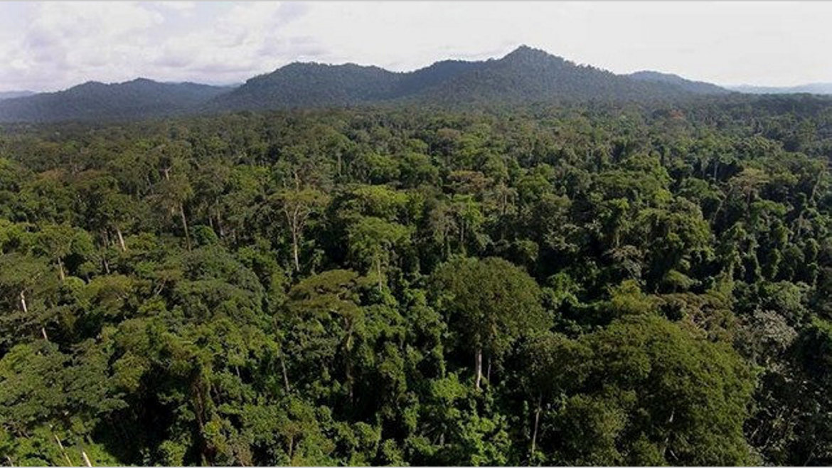 Climat : Intégrer la protection de la nature dans les plans de relance économique