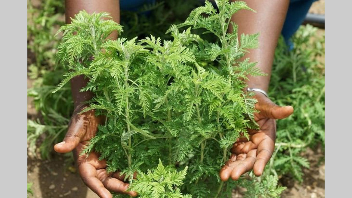 Artémisia : efficace contre le coronavirus !