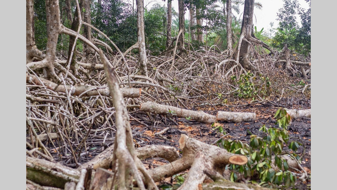 Destruction de la mangrove à Akanda : les auteurs interpellés