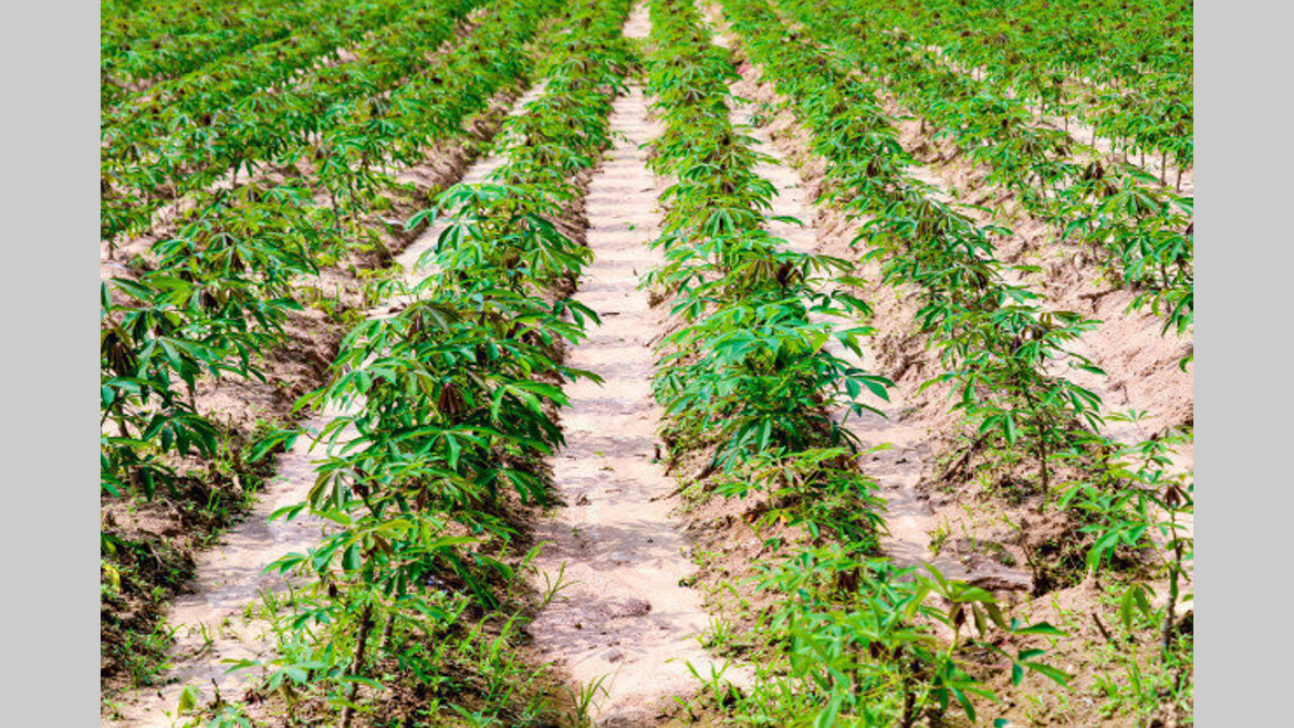 Agriculture : vers la création de 5 agropoles