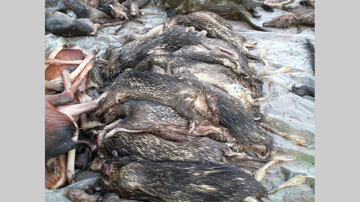Fermeture de la chasse : trois espèces exemptées
