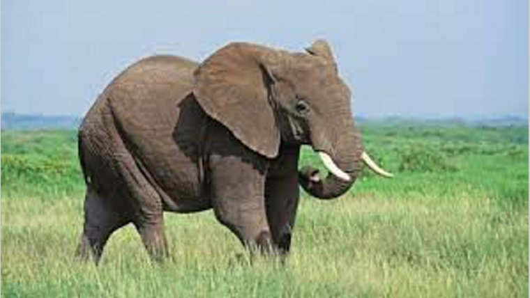 Conflit homme-faune : Mûrir la réflexion