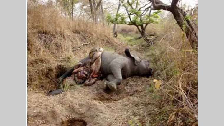 Protection de la nature : Les éléphants en danger critique d’extinction