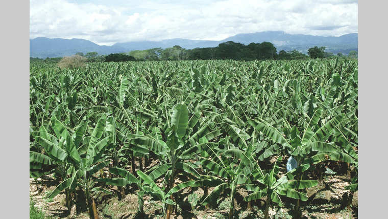 Gabon vert : La culture du bananier pour assurer l’autonomie alimentaire`