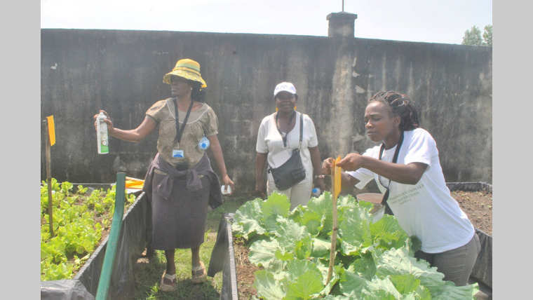 FAO : Promouvoir une agriculture saine et durable