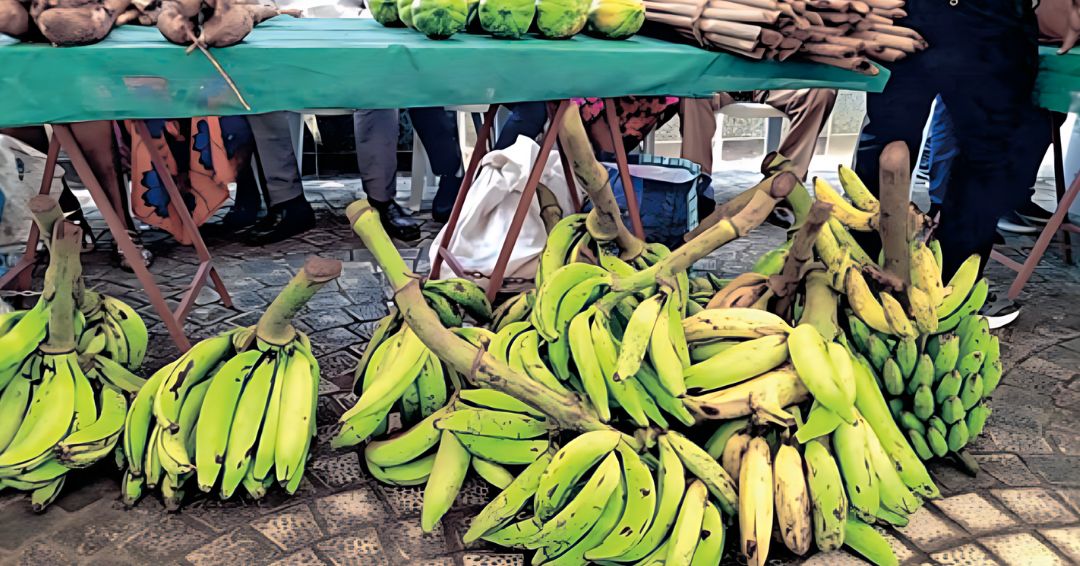 Des régimes de bananes et autres produits © D.R Nutrition : le Gabon accuse de nombreux déficits