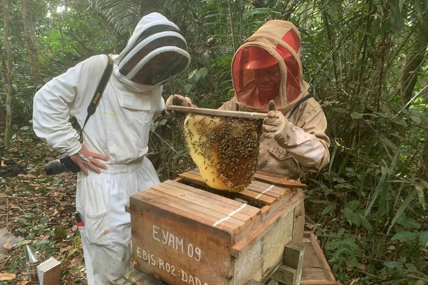 Apiculture : encourager les communautés locales dans l'élevage des abeilles Apiculture : encourager les communautés locales dans l'élevage des abeilles