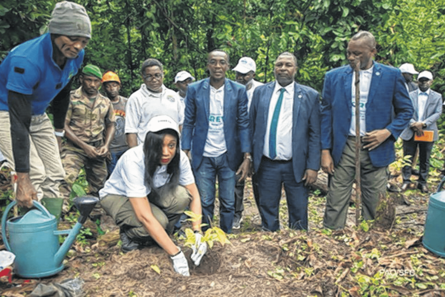 La secrétaire générale Pamela Marylène Balamy Singatady plantant un pied d’okoumé La secrétaire générale Pamela Marylène Balamy Singatady plantant un pied d’okoumé