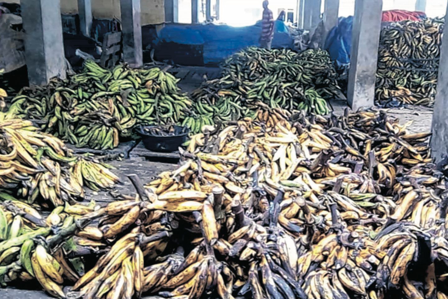 Des régimes de banane en provenance du Cameroun et exposés au marché du PK 8 © DR Banane importée du Cameroun : inquiétudes autour de manipulations chimiques présumées