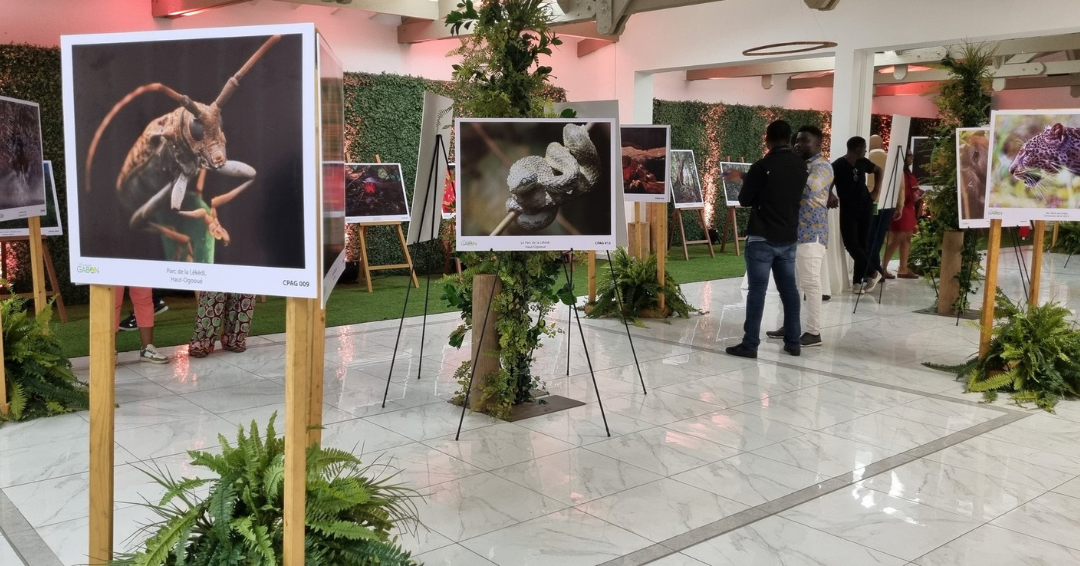 Concours photo : Amazing Gabon expose sur la faune et la flore Concours photo : Amazing Gabon expose sur la faune et la flore
