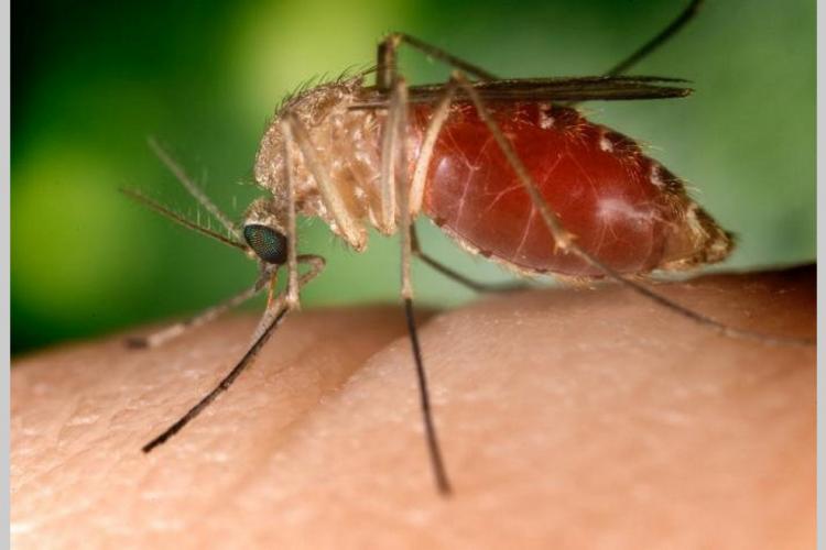 Coronavirus : ce qu'on sait