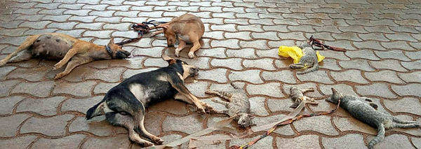 Tchibanga : Il empoisonne des chiens qui perturbaient son sommeil